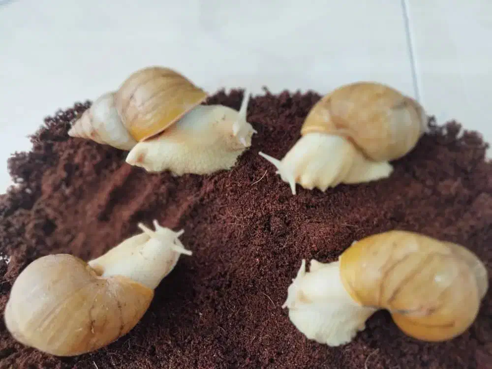 فروشگاه حلزون و ملزومات نگهداری|خزنده|کرج, اتحاد|دیوار