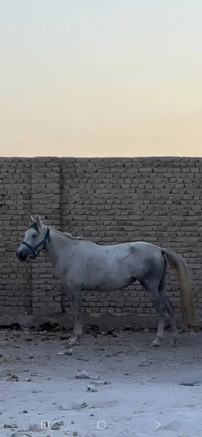 مادیون کرد|اسب و تجهیزات اسبسواری|مشهد, شیرحصار|دیوار