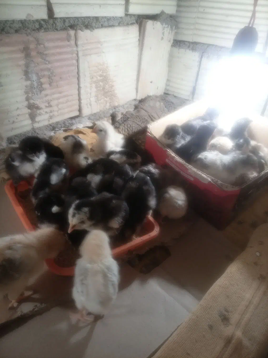 فروش|حیوانات مزرعه|سربیشه, |دیوار