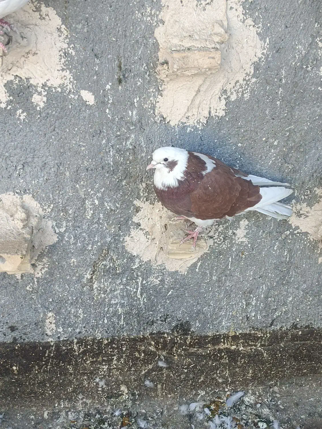 کفتر صید|پرنده|مشهد, همت آباد|دیوار