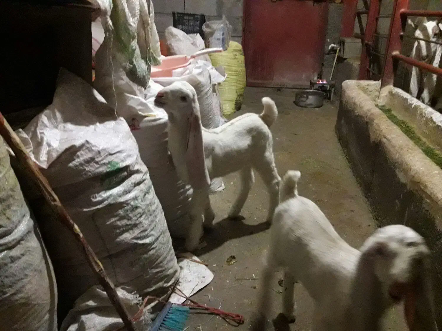 بز گلابی اصل با دوتا بزغاله نروماده و نر بز گلابی|حیوانات مزرعه|کرمانشاه, |دیوار