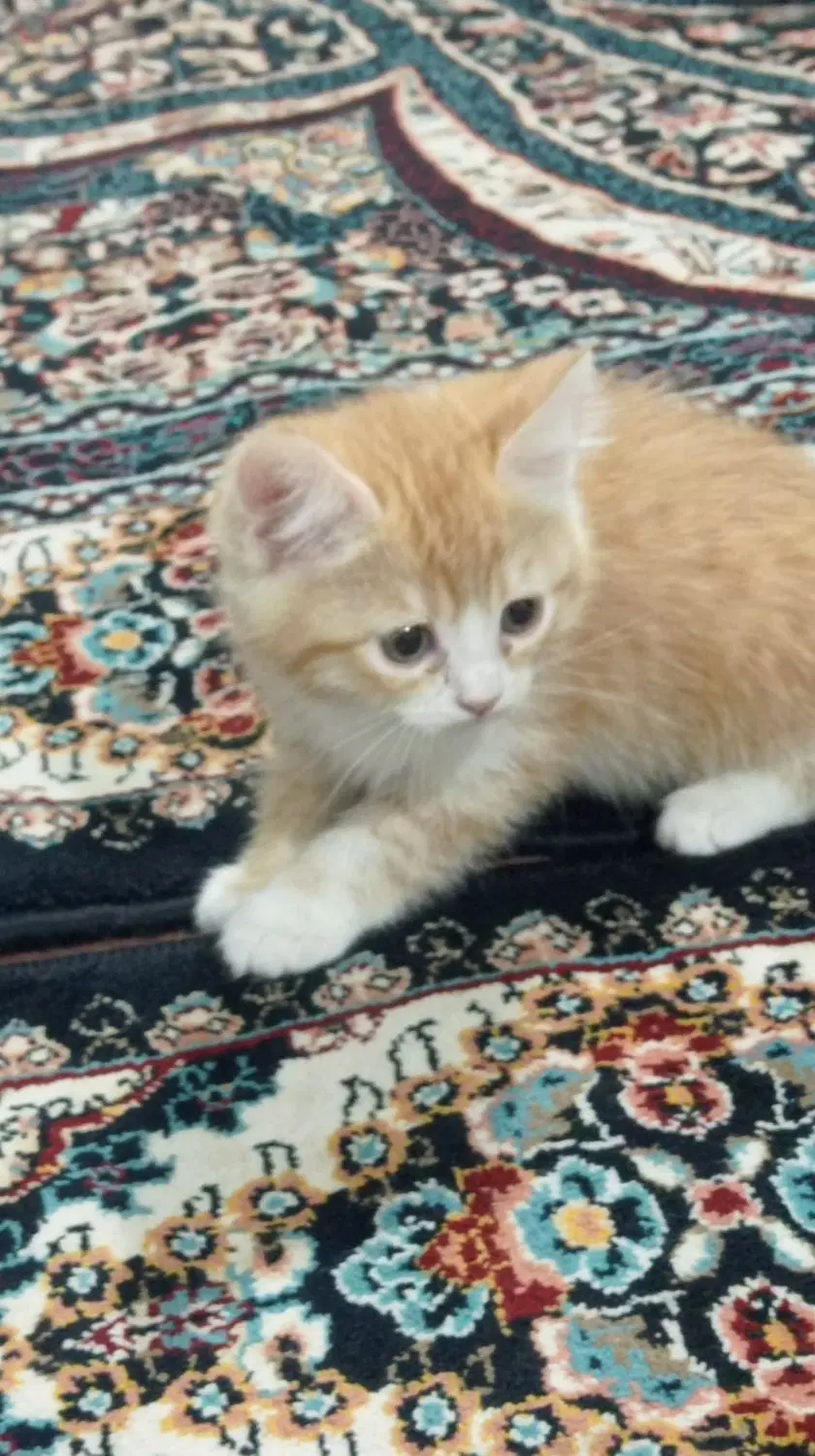 گ ر ب ه|گربه|اردکان, |دیوار