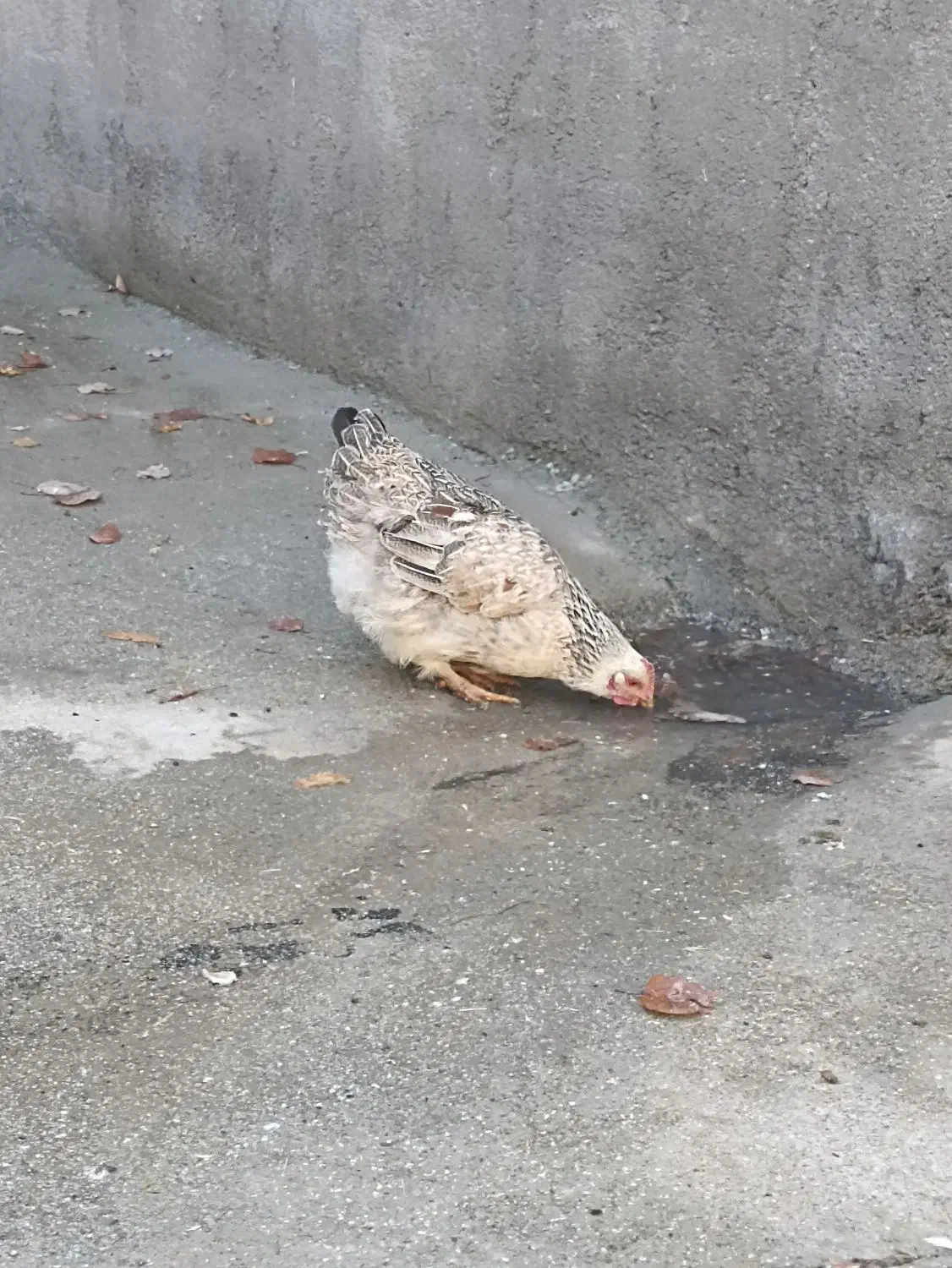 مرغ و خروس محلی و گلین لری اصیل|حیوانات مزرعه|مریوان, |دیوار