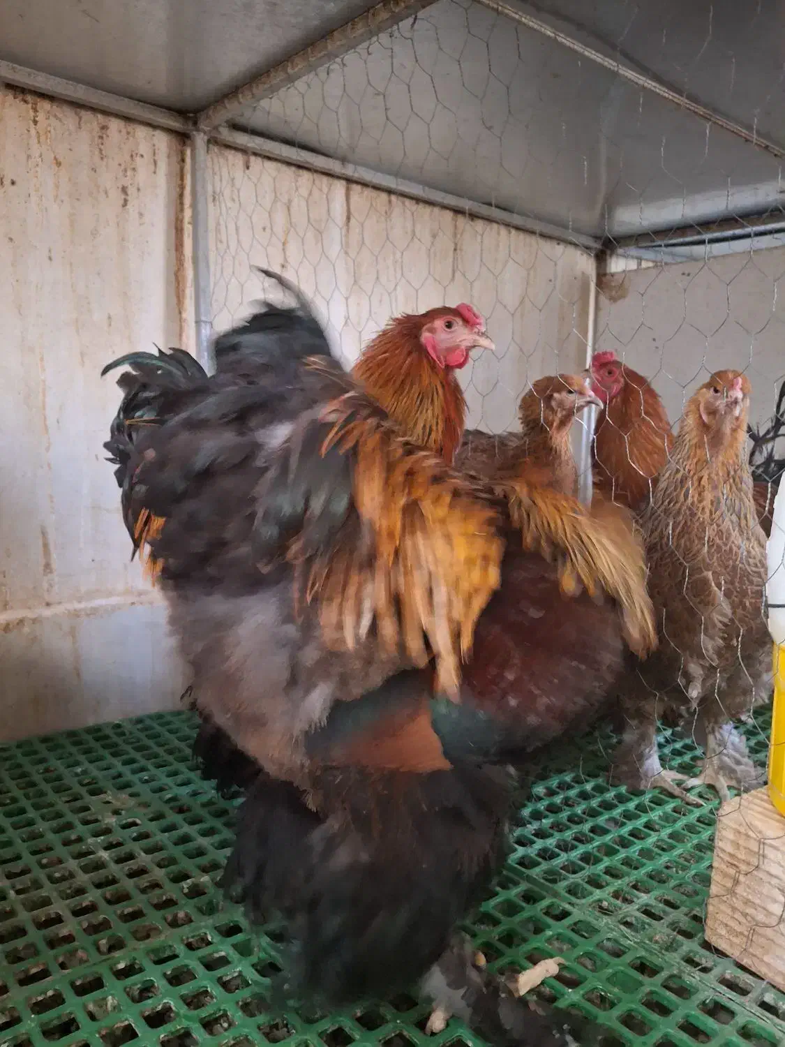 جوجه نیمچه مرغ خروس|حیوانات مزرعه|اندیشه, اندیشه فاز ۵|دیوار