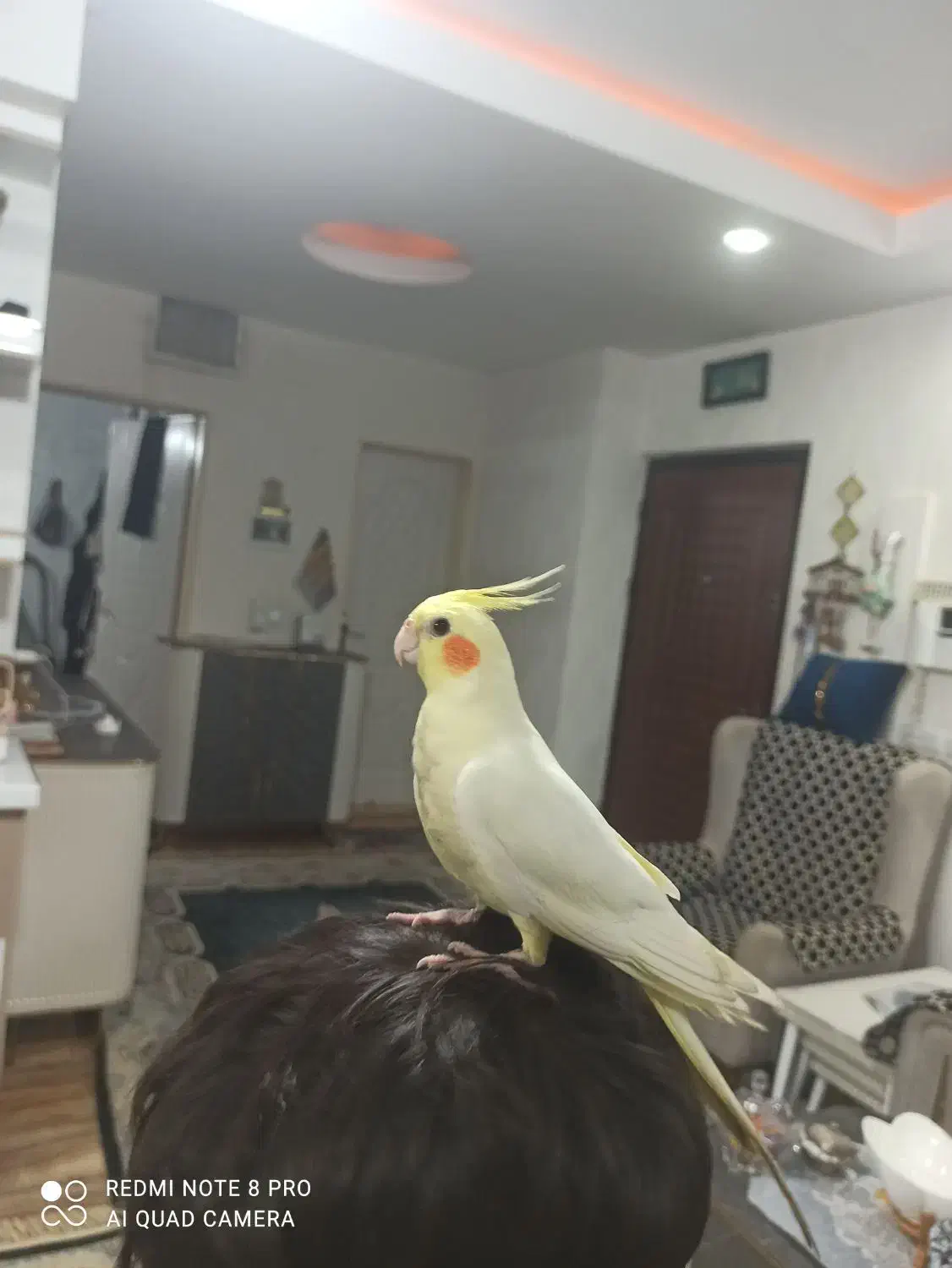 یک عروس هلندی ماده|پرنده|قرچک, زیبا شهر|دیوار