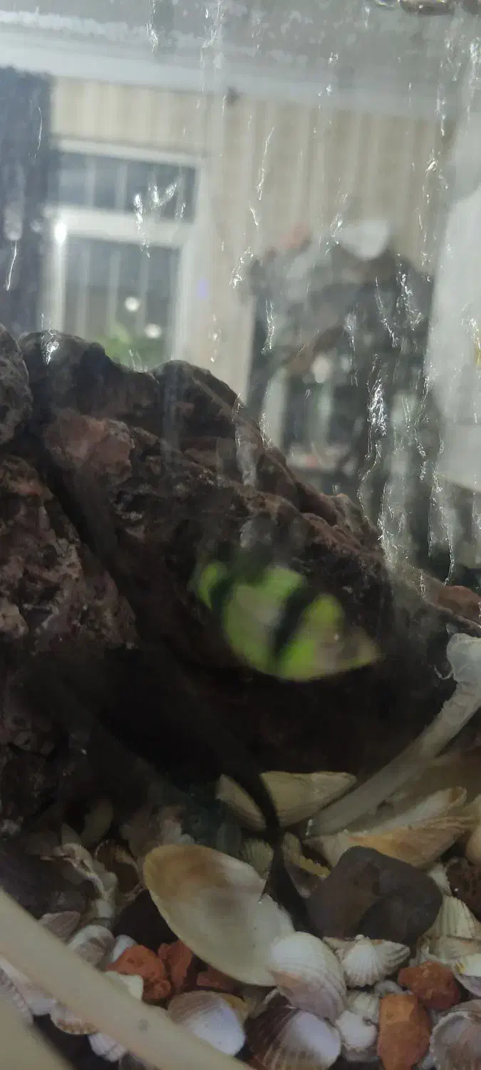 ماهی زینتی|ماهی|قزوین, |دیوار