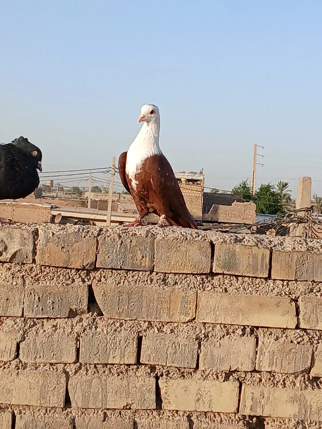 کبوتر کله سفید نر|پرنده|کارون, |دیوار