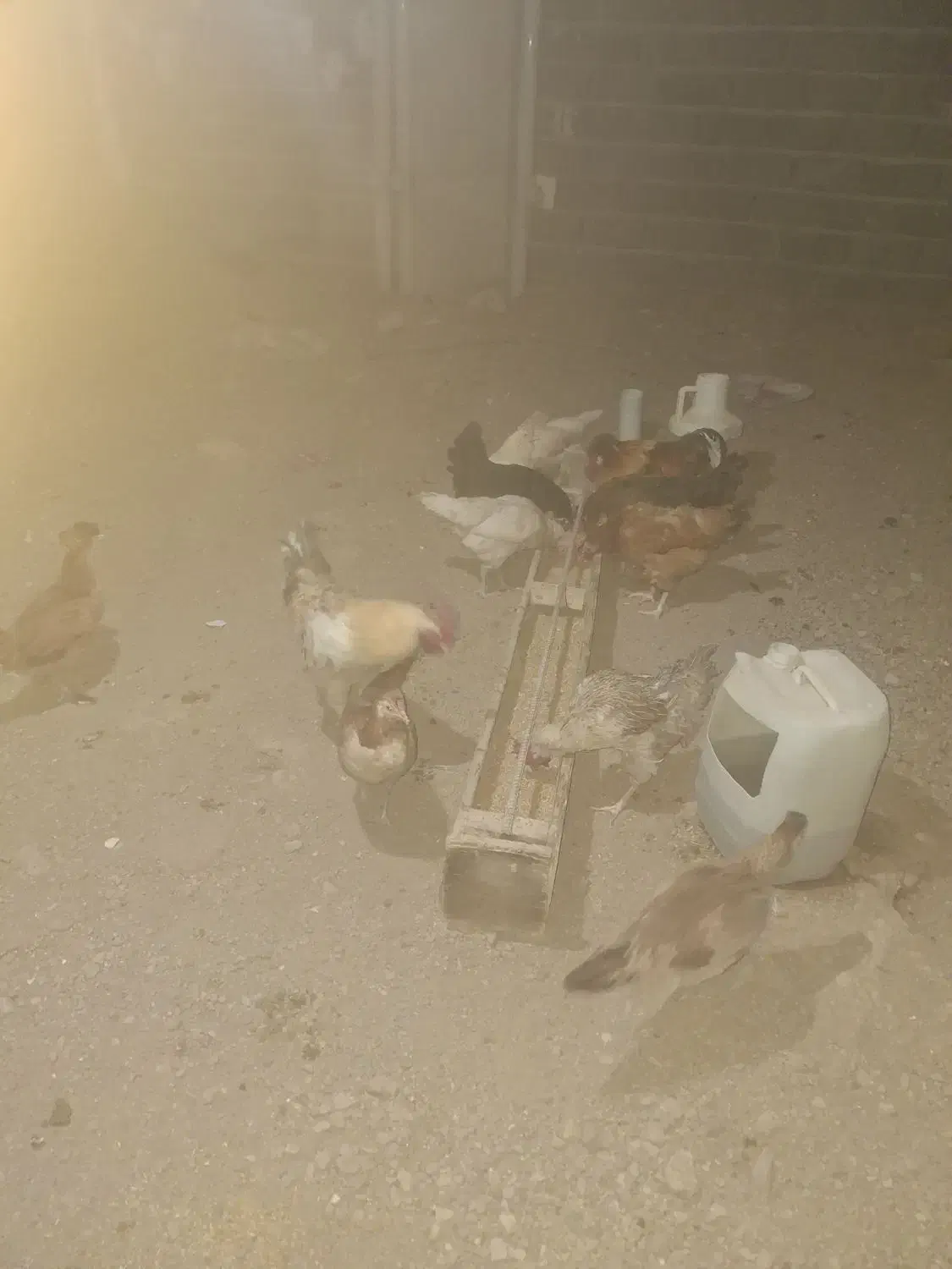 فروش به تعداد مرغ وخروس محلی دونه ای ۴۰۰|حیوانات مزرعه|اشتهارد, |دیوار