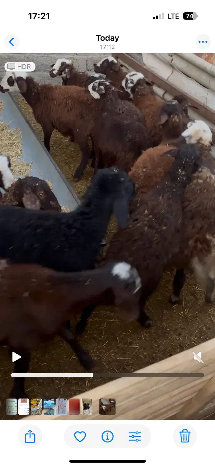 ۱۳ عدد بره ماده جنس فشندی|حیوانات مزرعه|هشتگرد, تهران دشت|دیوار