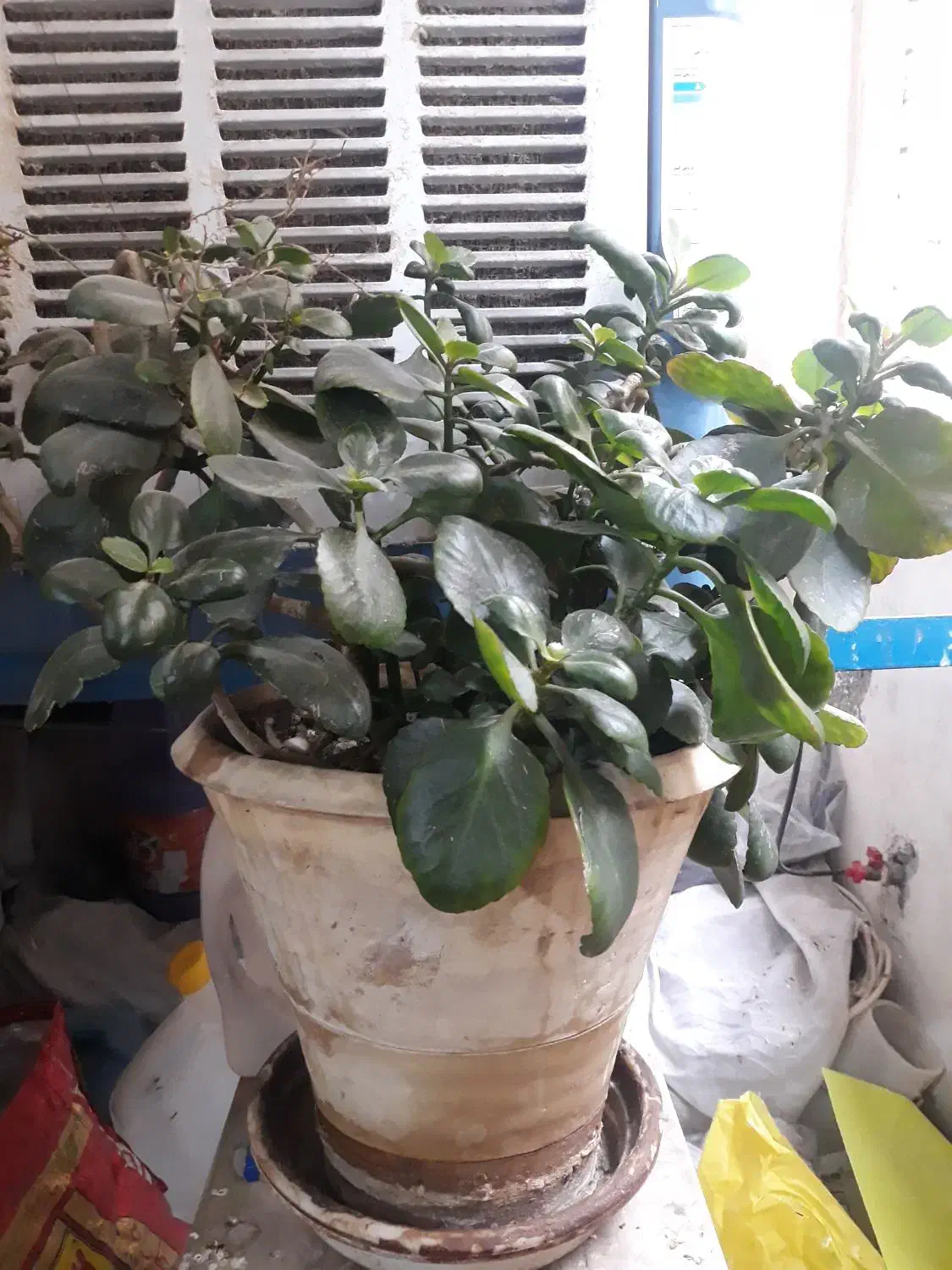 گل  طبیعی|گل و گیاه طبیعی|فولادشهر, مسکن مهر فولادشهر|دیوار