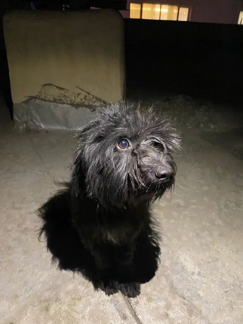 سگ مشکی|سگ|بندرعباس, |دیوار