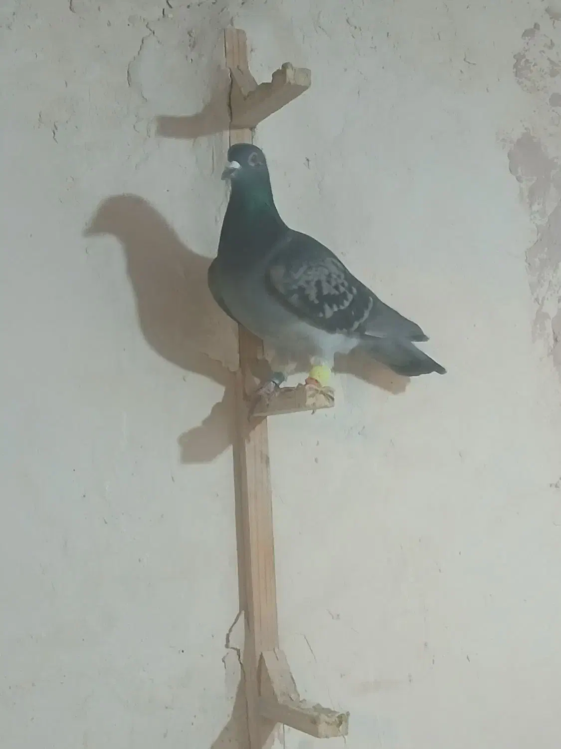 پروانه|حراج|اسفراین, |دیوار