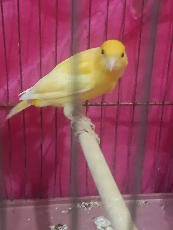 فروش قناری طلای دهن زن|پرنده|مرودشت, گندم|دیوار