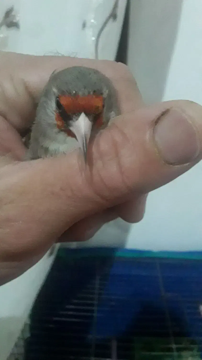 سهره|پرنده|رفسنجان, |دیوار