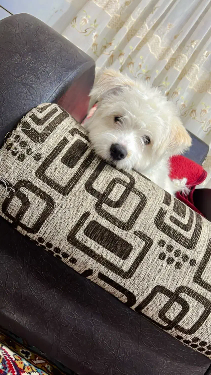 سگ مالتیز|سگ|فردوس (خراسان), |دیوار