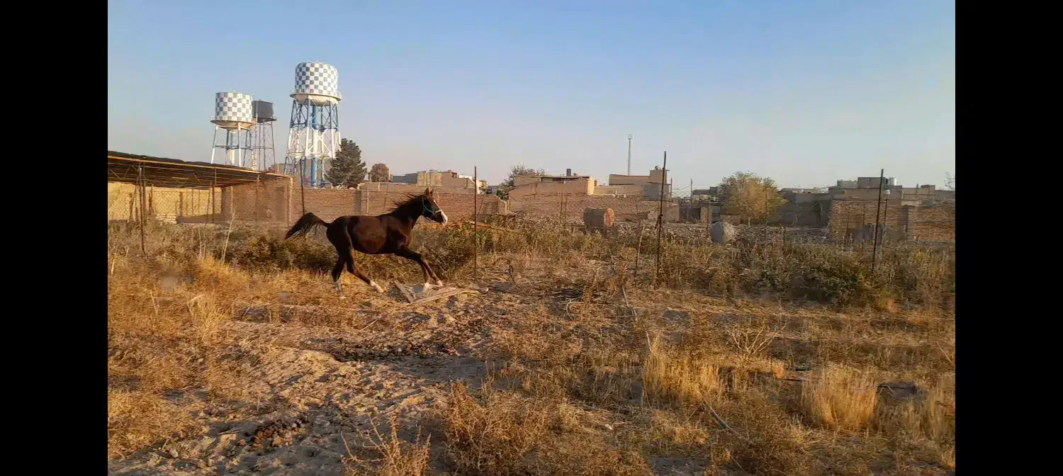 اسب|اسب و تجهیزات اسب‌سواری|رباط‌کریم, انجم آباد|دیوار