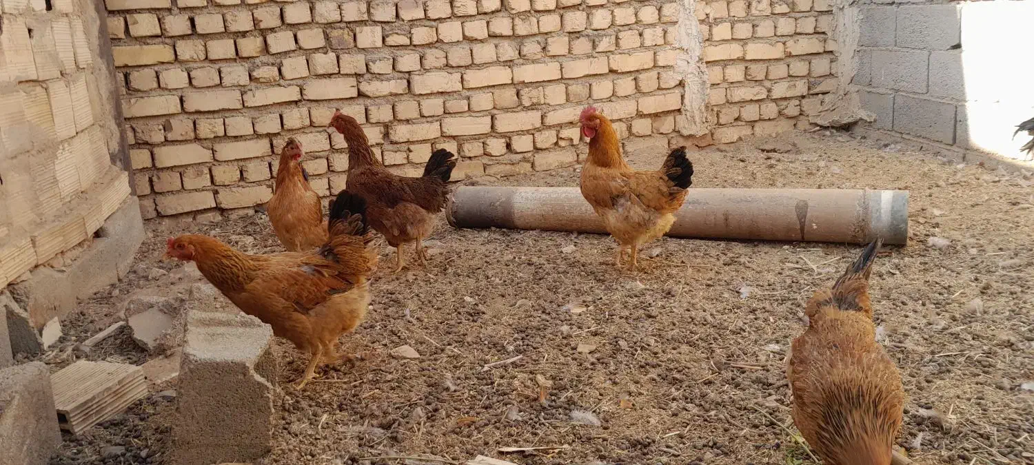 مرغ گلپایگانی جون|حیوانات مزرعه|کاشان, فاز ۲ ناجی آباد|دیوار