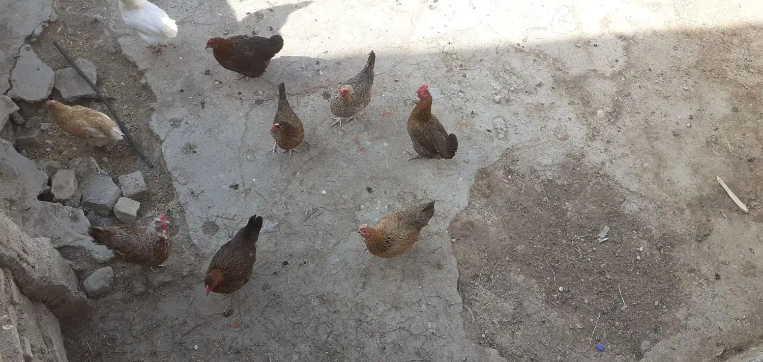 مرغ وخروس|حیوانات مزرعه|دره شهر, |دیوار