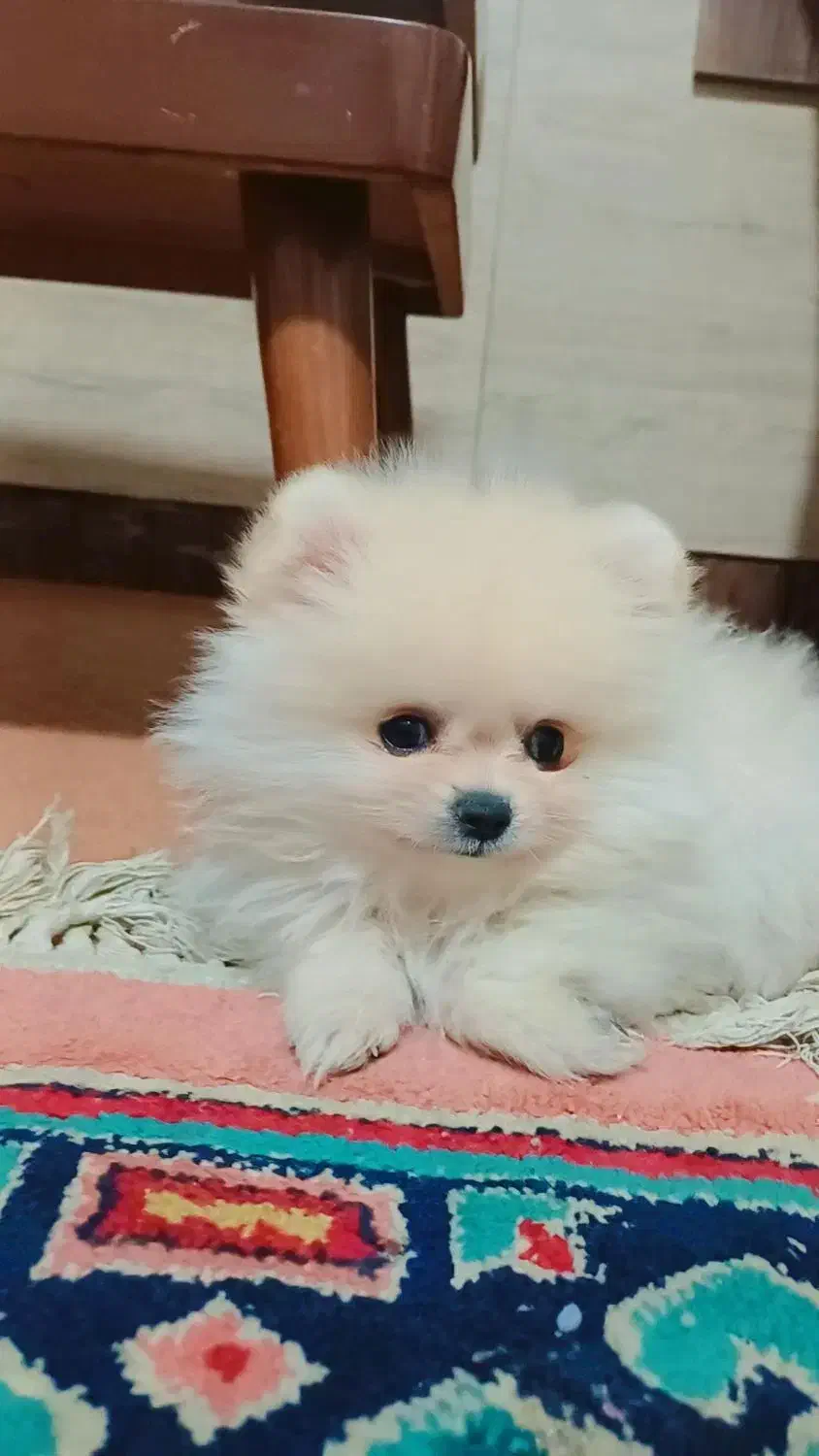 فروش سگ|سگ|صدرا-فارس, فاز ۱|دیوار