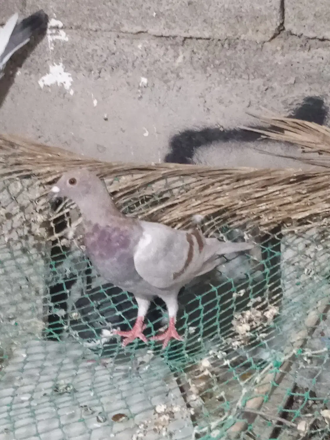 کبوتر پلاکی|پرنده|برازجان, |دیوار