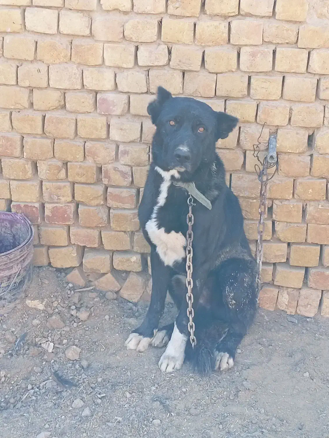 سگ نر سرابی برخوار دولت آباد|سگ|برخوار, |دیوار