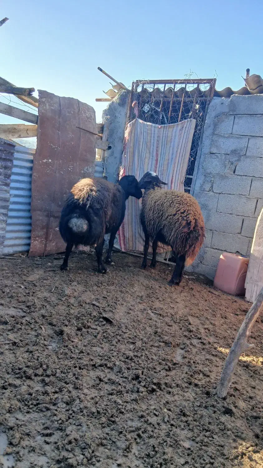 نره گوسفند|حیوانات مزرعه|گرگان, |دیوار