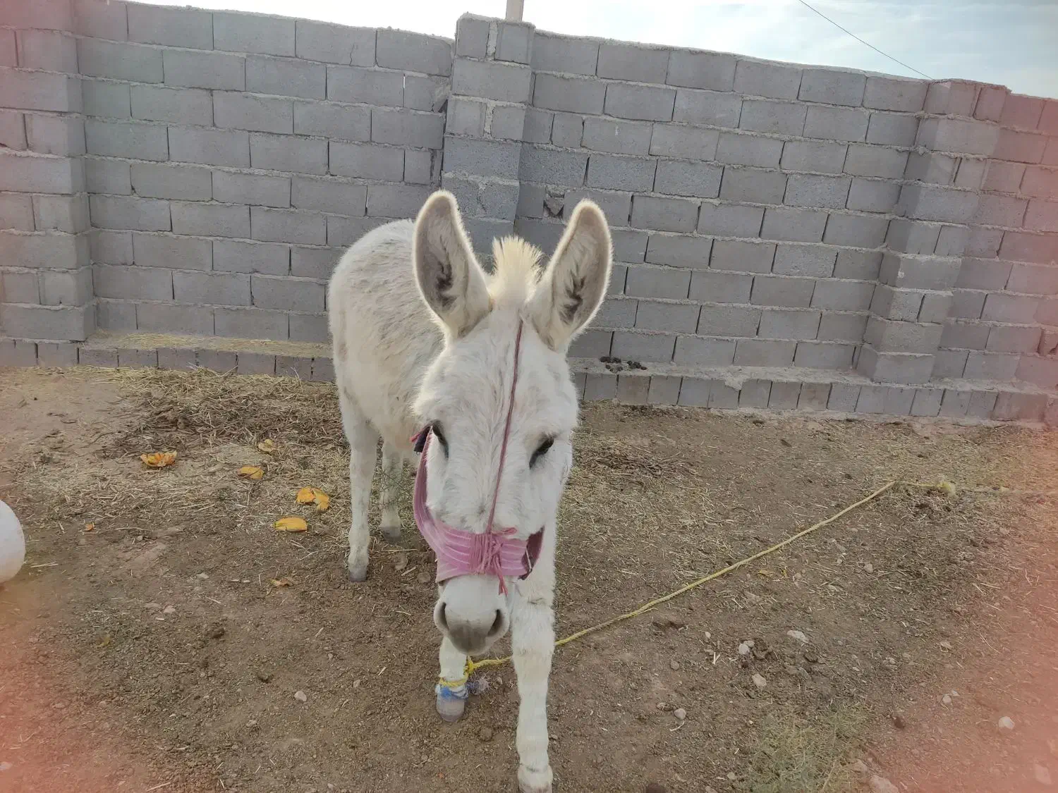 الاغ نر|حیوانات مزرعه|مشهد, امام رضا (ع)|دیوار