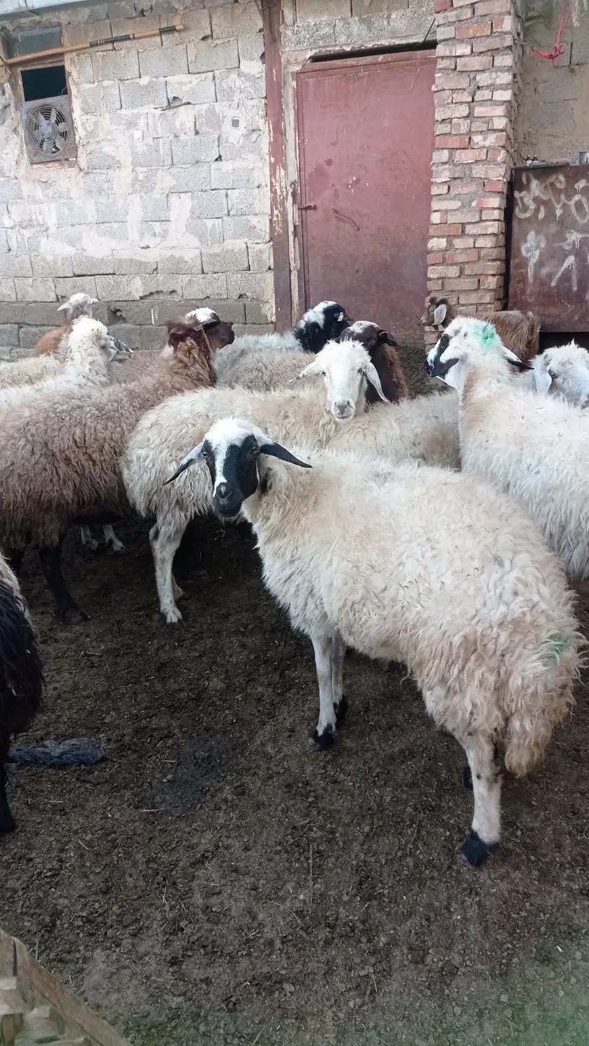 16گوسفند جوان برای نگهداری|حیوانات مزرعه|خوی, |دیوار
