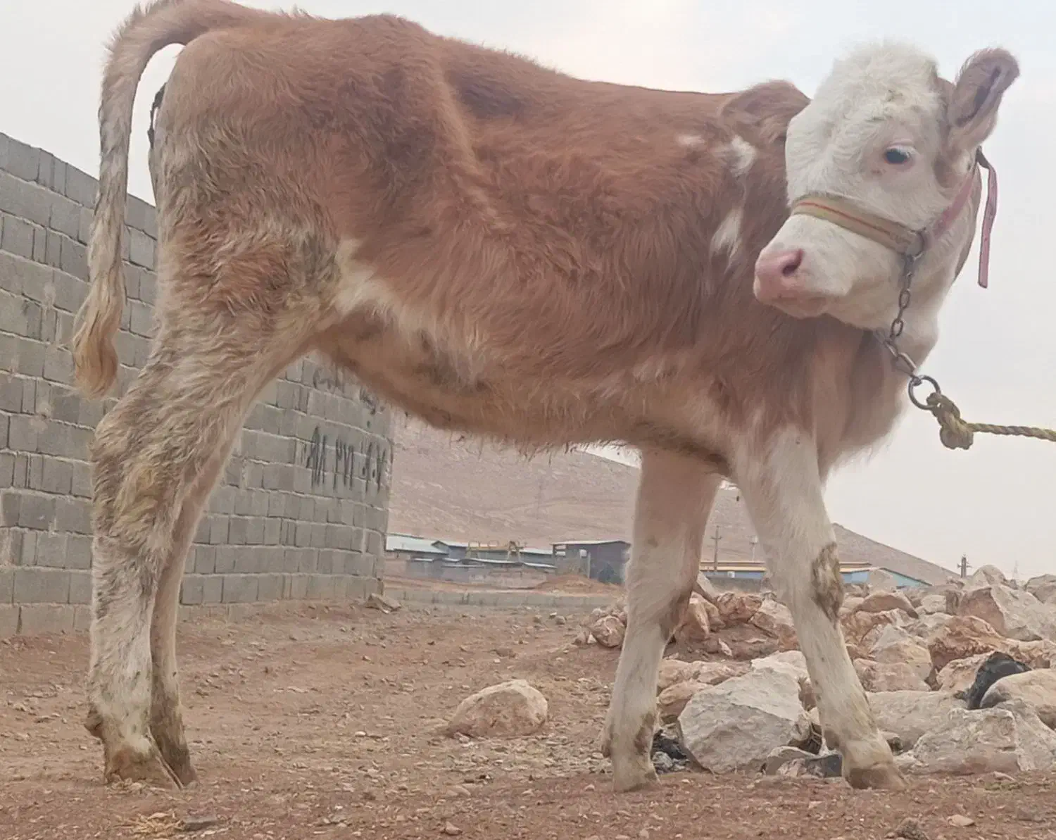 گوساله ماده سیمینتال|حیوانات مزرعه|بیستون, |دیوار