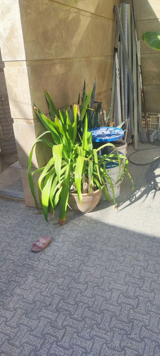 گلهای سانسوریا|گل و گیاه طبیعی|چابهار, |دیوار