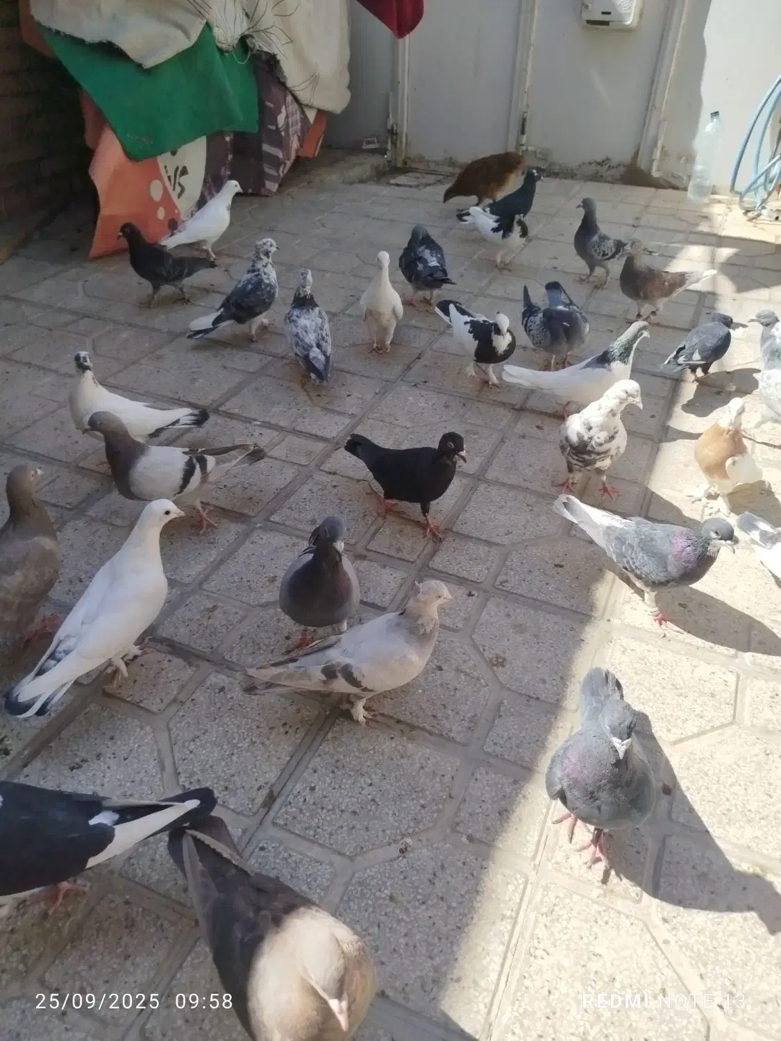 سلام‌‌تعدای‌کبوتر‌شهری‌پلاکی‌بهبانی‌نر‌ماده|پرنده|شیراز, نیستان|دیوار