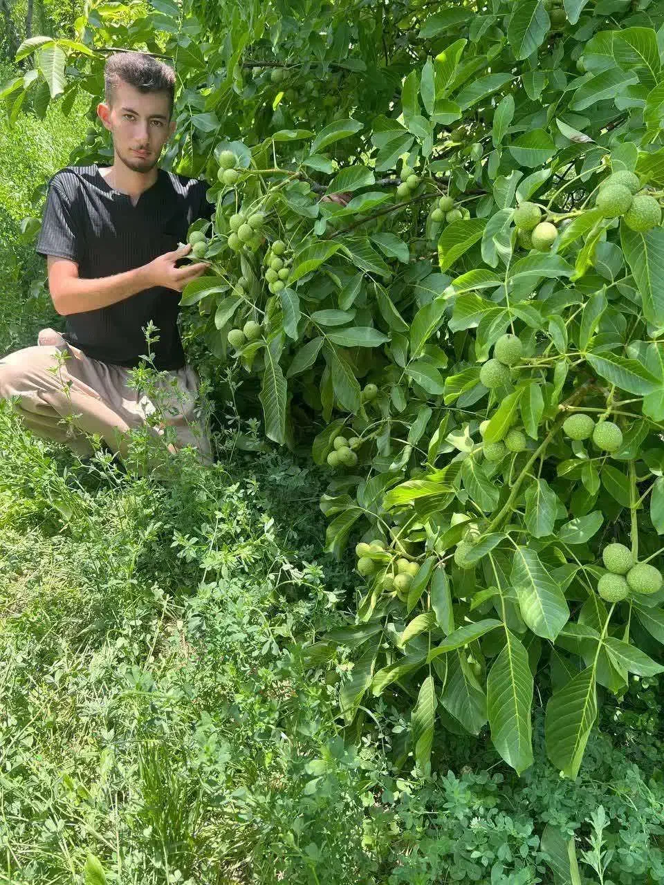 توزیع نهال گردو خوشه ای اسراییلی|خدمات باغبانی و درختکاری|جیرفت, |دیوار