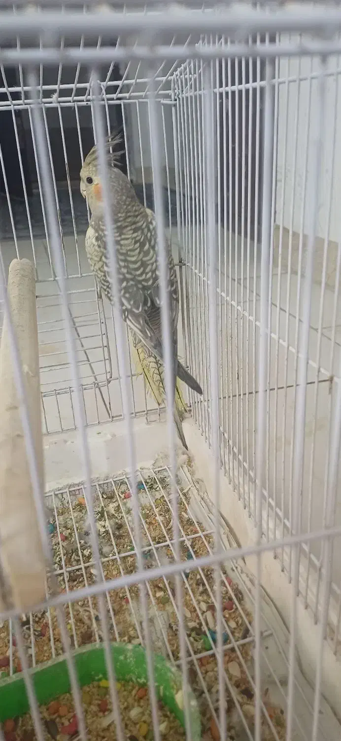 عروس هلندی نر|پرنده|ماهدشت, |دیوار