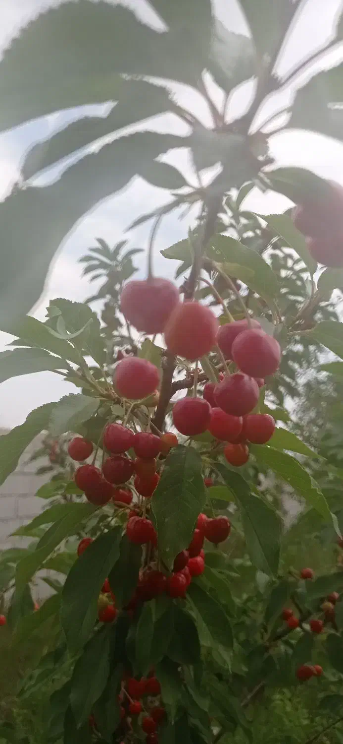 باغ آلبالو|فروش زمین و ملک کلنگی|تسوج, |دیوار