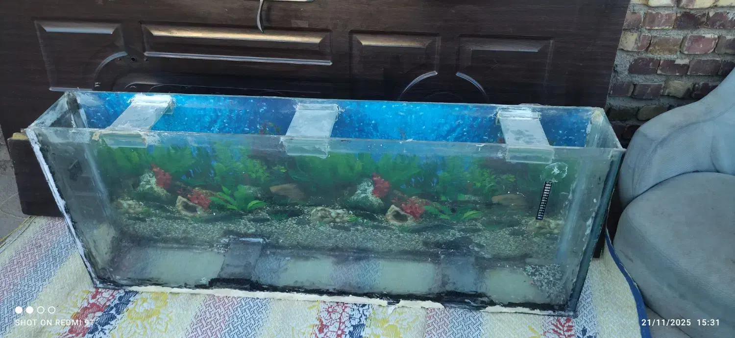 اکواریوم|ماهی|تربت جام, اسماعیل آباد|دیوار