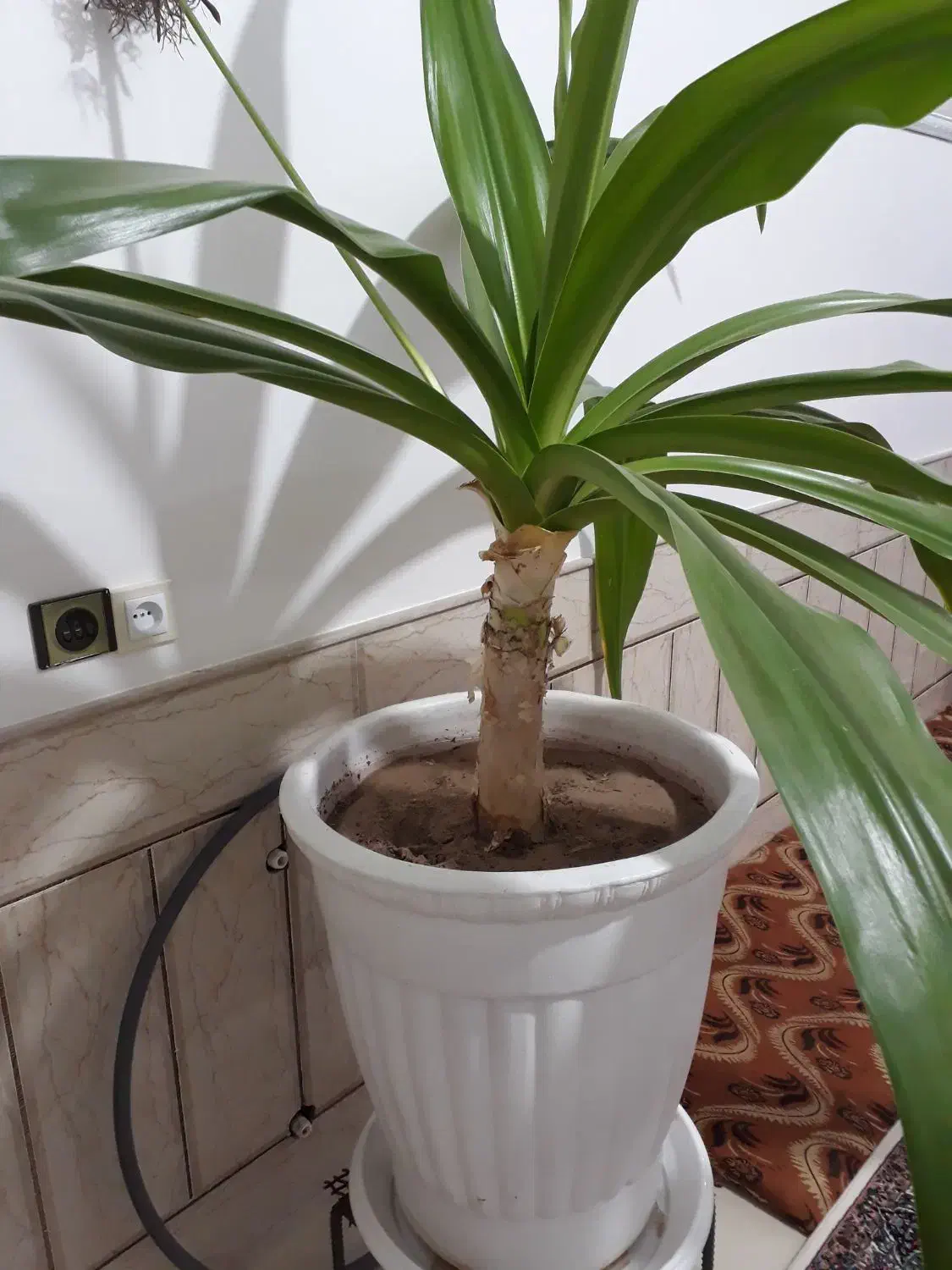 گل موزی بزرگ|گل و گیاه طبیعی|رفسنجان, |دیوار