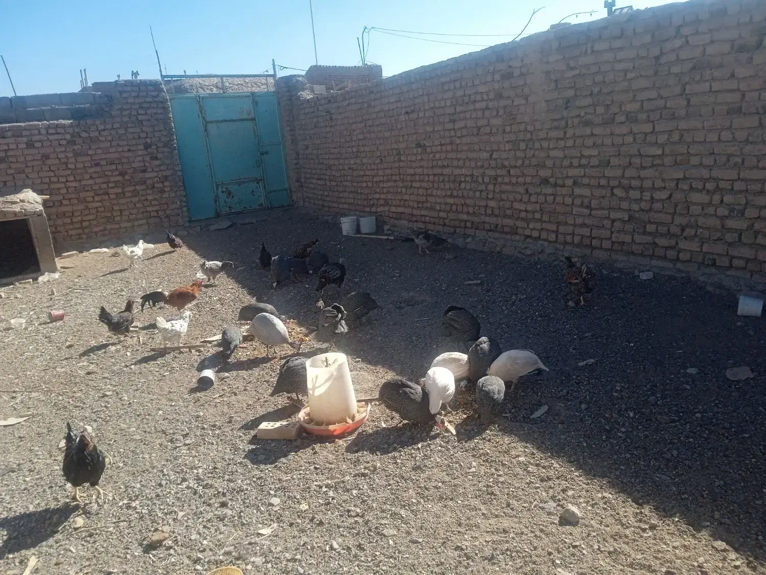 مرغ و خروس گلین شاخدار برهما بوقلمون ویاندوت|حیوانات مزرعه|بیرجند, |دیوار