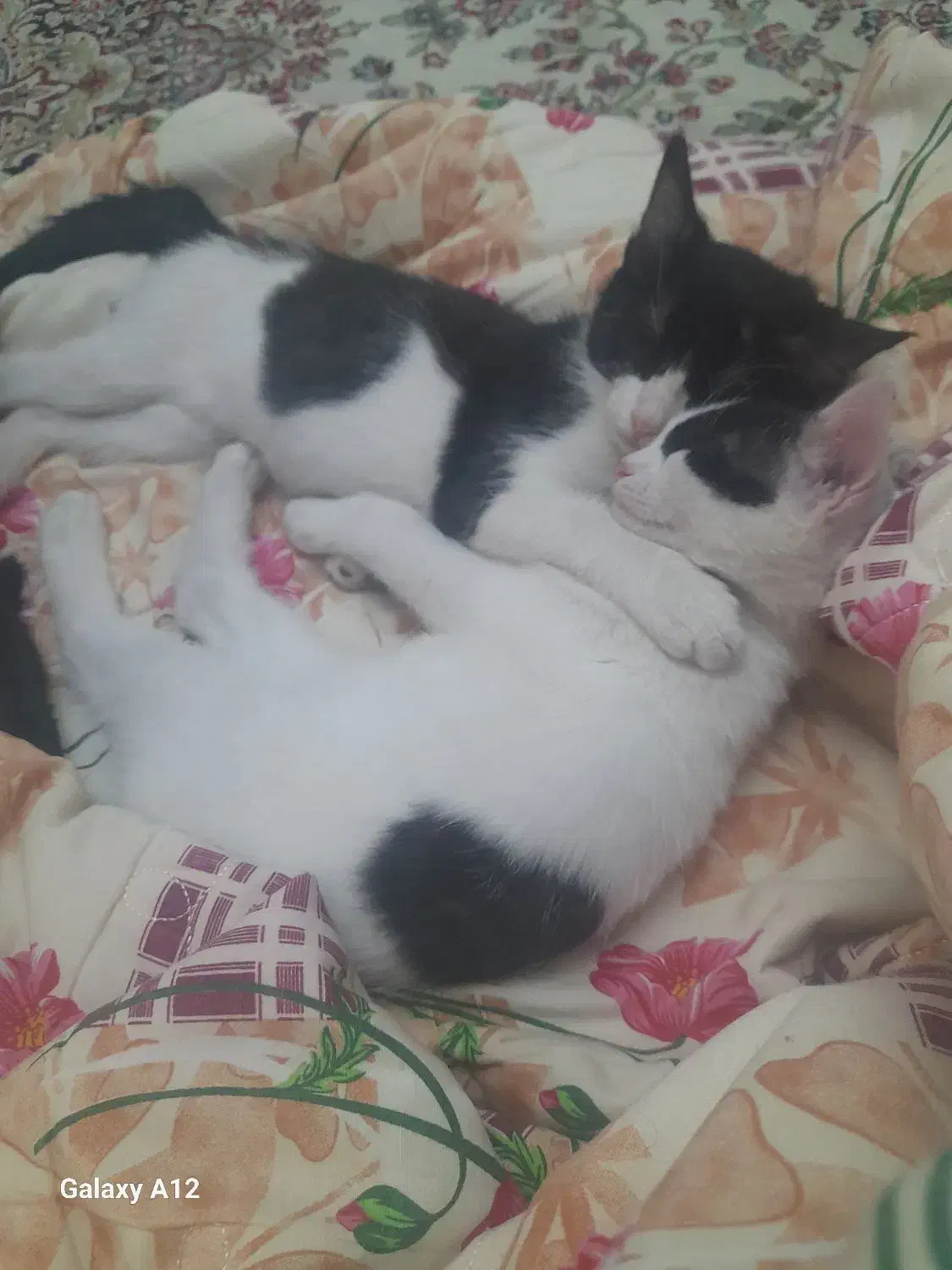 واگداری بچه گربه|گربه|کرمان, |دیوار