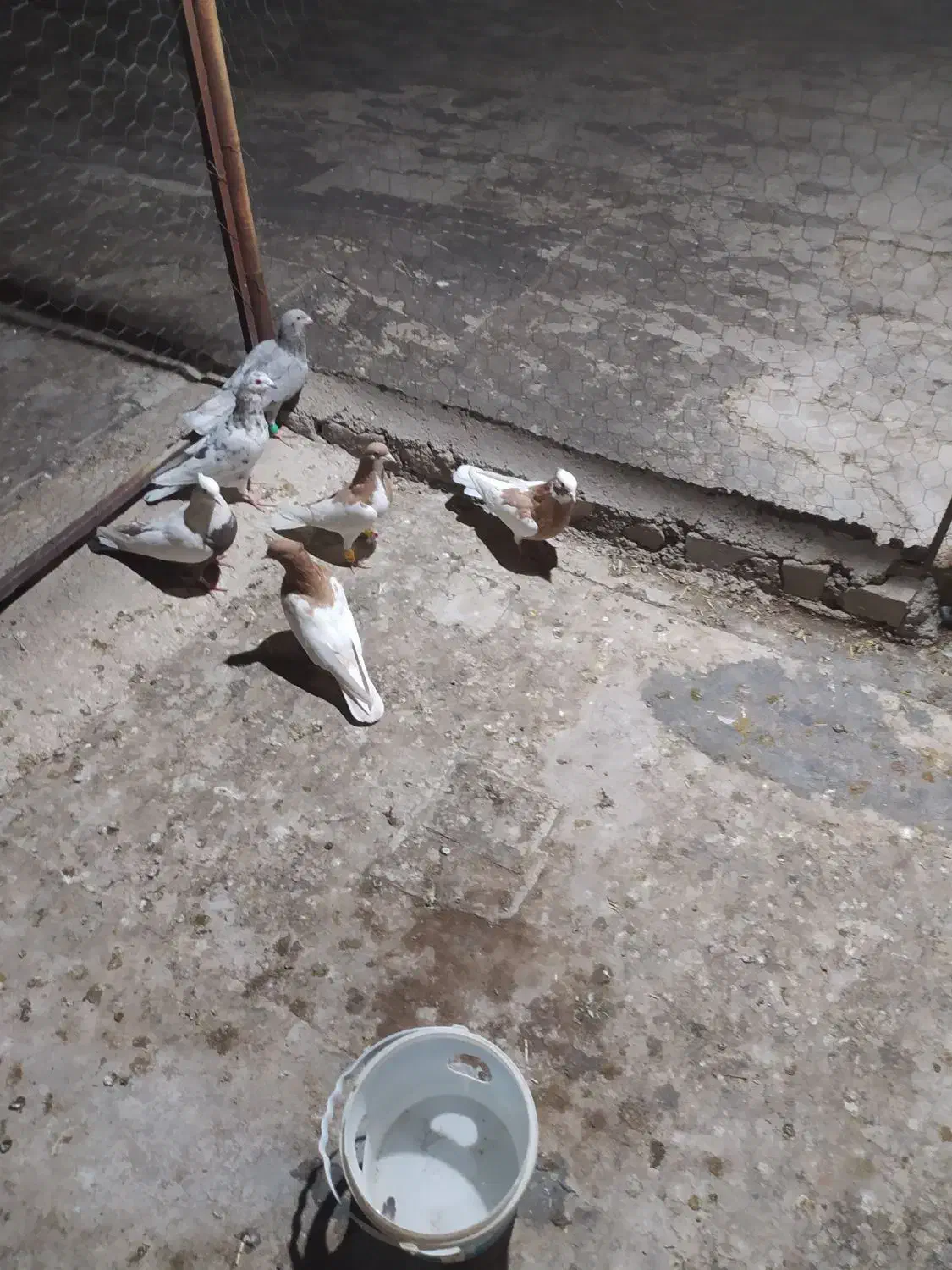 کبوتر هفت رنگ وکله زردفروشی|پرنده|تاکستان, |دیوار