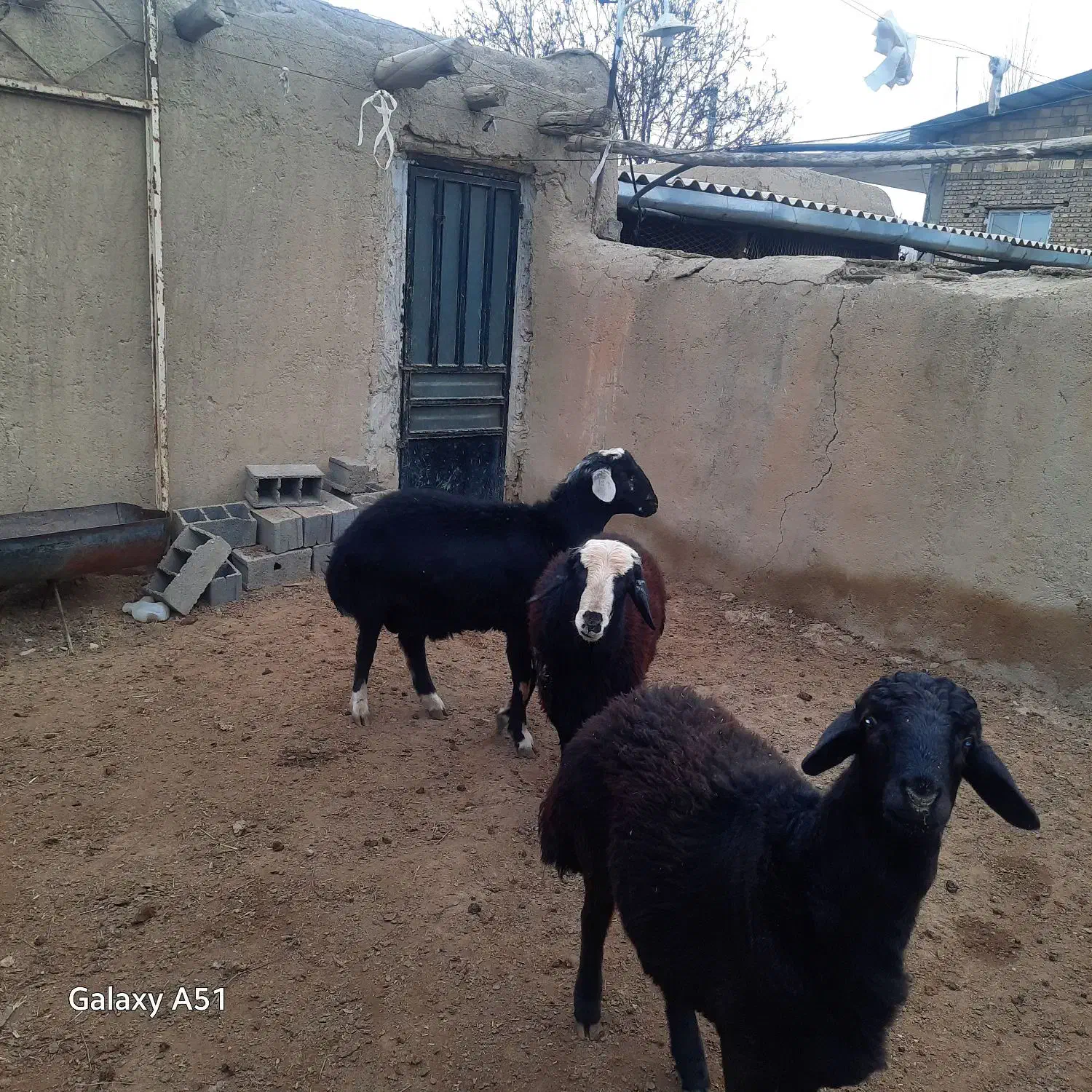 بره نژاد دار مخصوص قوچ|حیوانات مزرعه|شهمیرزاد, |دیوار