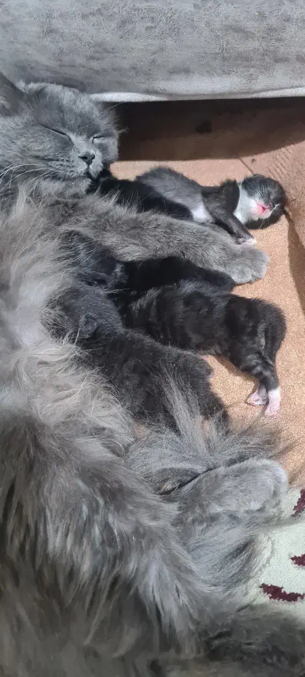 گربه|گربه|نیشابور, هفده شهریور|دیوار