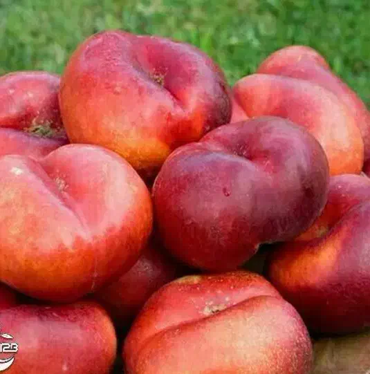 فروش نهال شلیل انجیری|خدمات باغبانی و درختکاری|لردگان, |دیوار