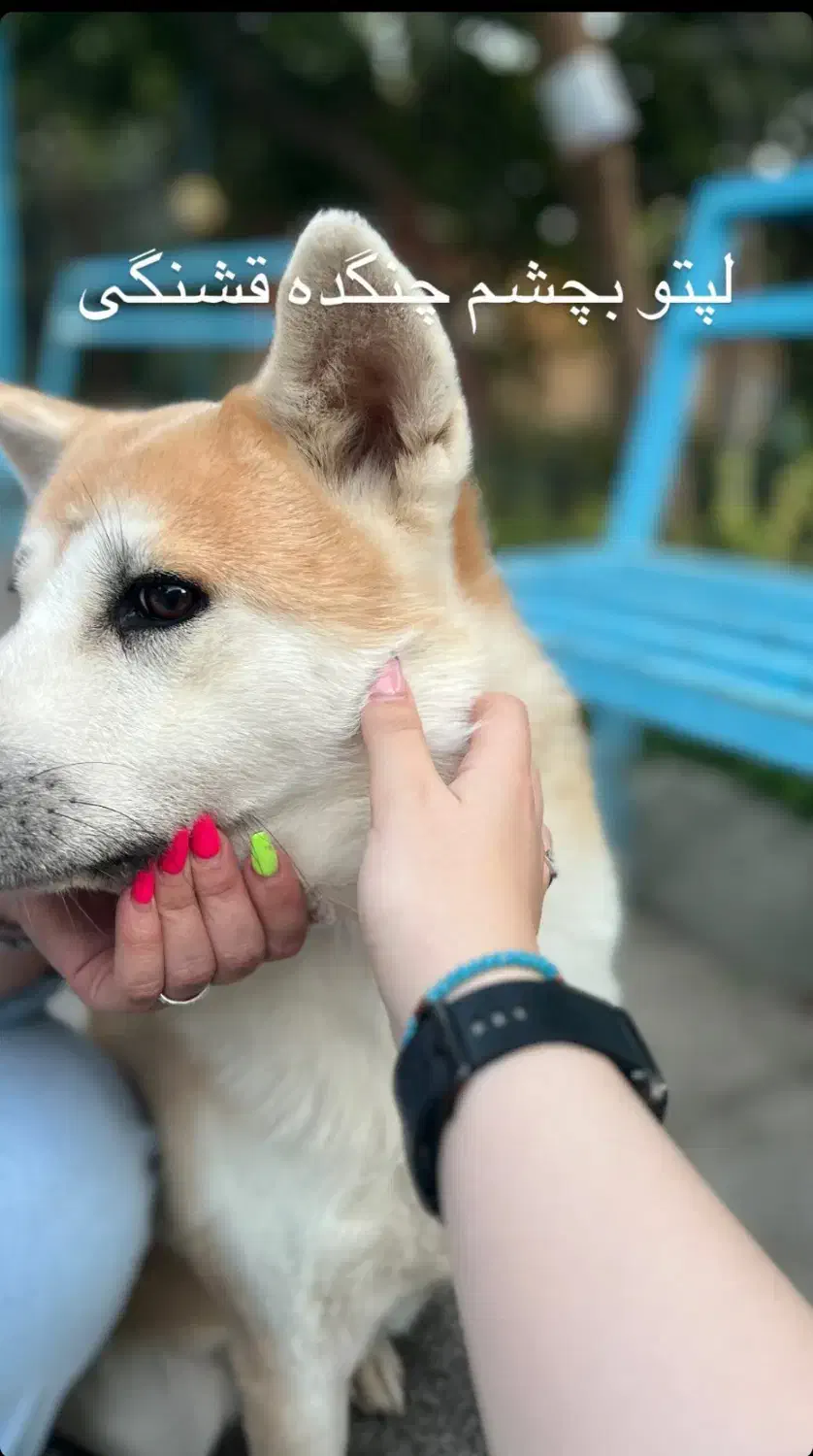 اکیتا ژاپنی نر و ماده اماده|سگ|تهران, ایوانک|دیوار