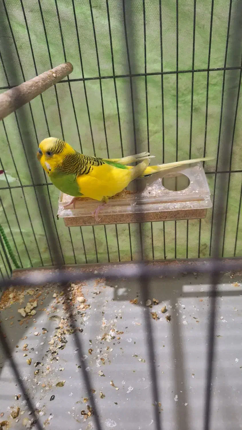 مرغ عشق|پرنده|مسجد سلیمان, |دیوار