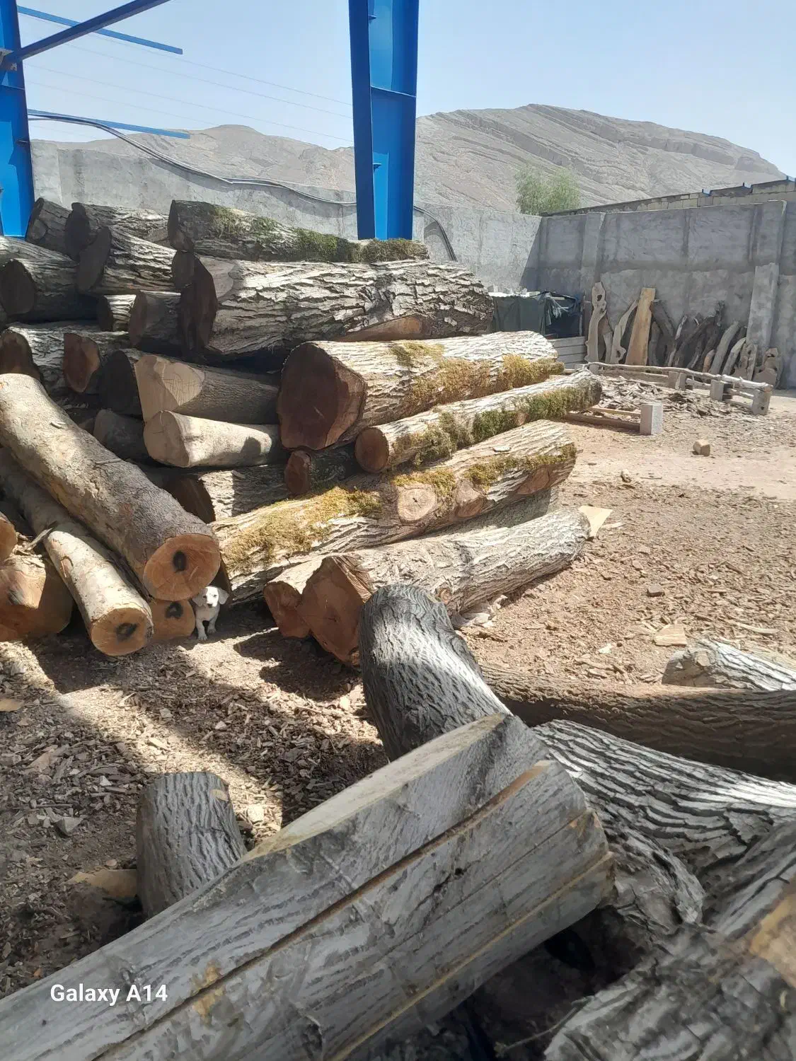 خریدار چوب|خدمات باغبانی و درختکاری|اصفهان, زاجان|دیوار