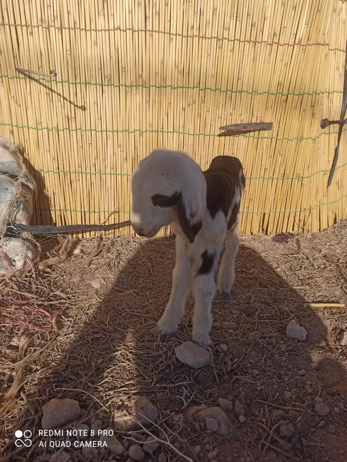 حیوانات مزرعه|حیوانات مزرعه|اقلید, |دیوار