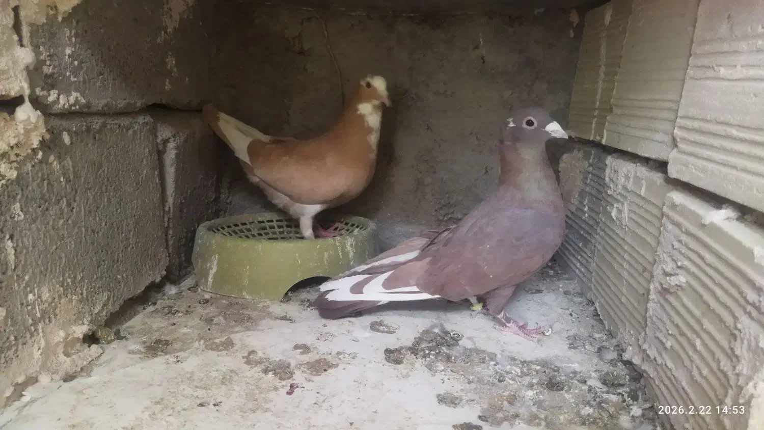 پلنگ|پرنده|کشکوئیه, |دیوار