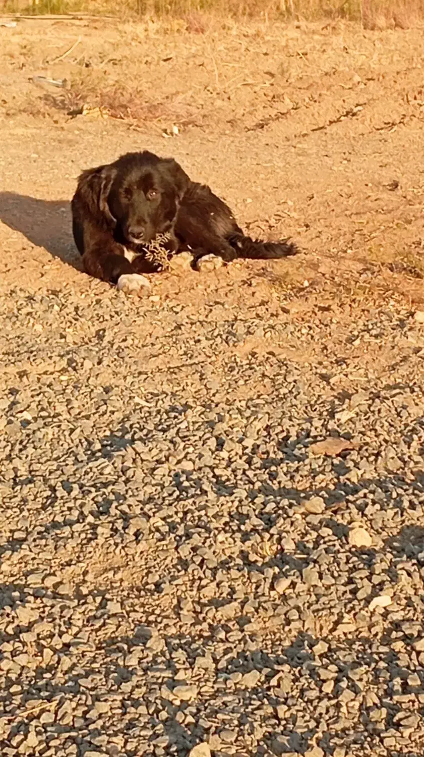 واگزاری|سگ|کرمانشاه, |دیوار