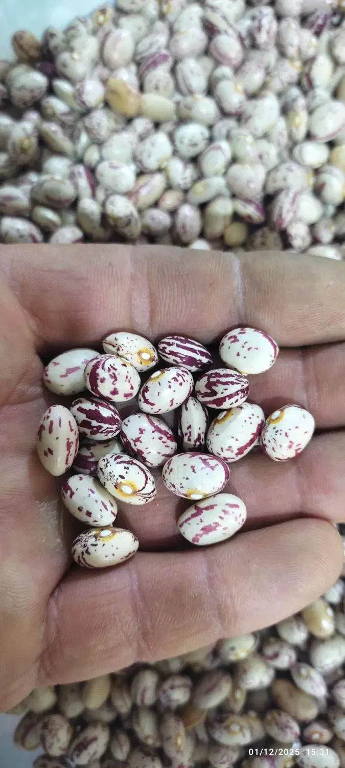 لوبیا چیتی استان فارس|خوردنی و آشامیدنی|تهران, زعفرانیه|دیوار