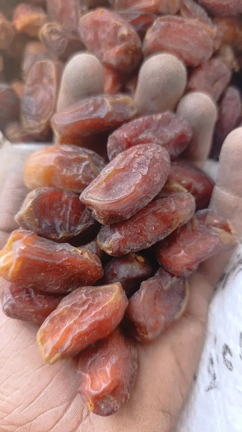 خرما خشک تازه بلوچستان|خوردنی و آشامیدنی|سراوان, |دیوار